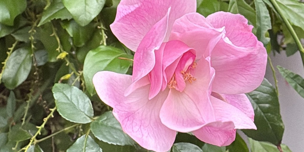 自分らしいリーダーシップを見つける2日間 ― JPC × JCDA 女性管理職・リーダー研修のご紹介 ―