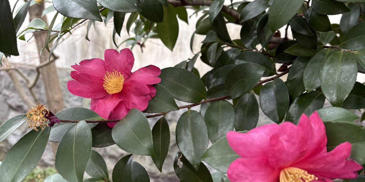 岩手の冬空の下で考えた、「つながり」とCDAとしての未来 　―第68回 岩手地区会に参加して―