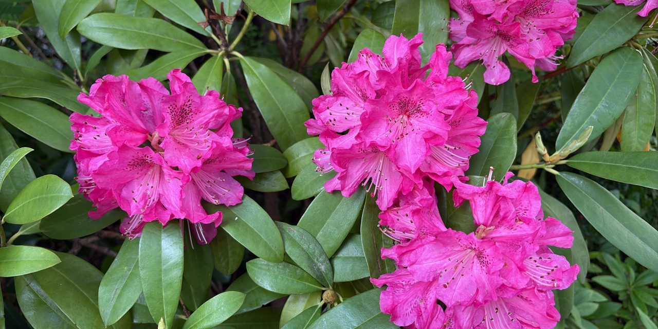 経験代謝と開発型支援 ― 第30回福島地区会で見えてきたキャリア支援のこれから ―